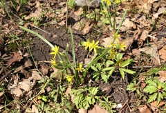 Gagea lutea