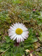 Bellis perennis
