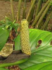 Monstera xanthospatha