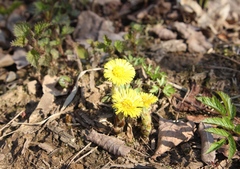 Tussilago farfara