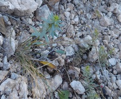 Comandra umbellata pallida