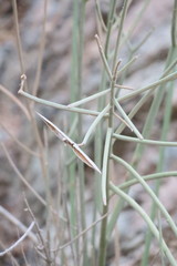 Periploca aphylla
