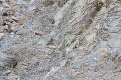 Periploca aphylla