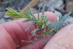 Comandra umbellata pallida