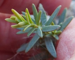 Comandra umbellata pallida