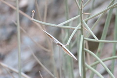 Periploca aphylla