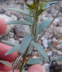 Comandra umbellata pallida
