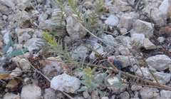 Comandra umbellata pallida