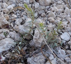 Comandra umbellata pallida