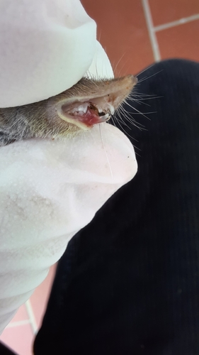 South European White-toothed Shrew, photo 6 of 10