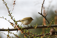 Phylloscopus collybita