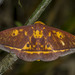 Imperial Moths - Photo (c) Felix Fleck, some rights reserved (CC BY-NC), uploaded by Felix Fleck