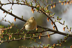Phylloscopus collybita