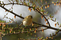 Phylloscopus collybita
