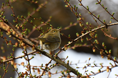 Phylloscopus collybita