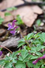 Corydalis solida