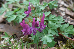Corydalis solida
