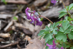 Corydalis solida