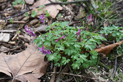 Corydalis solida
