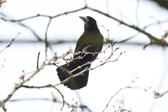 Corvus frugilegus