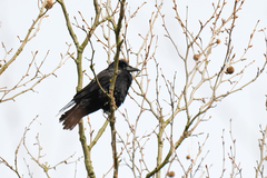 Corvus frugilegus