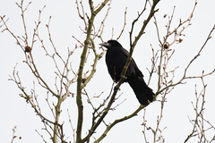 Corvus frugilegus