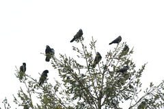 Corvus frugilegus