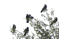 Corvus frugilegus
