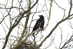 Corvus frugilegus