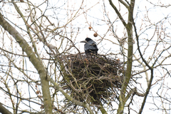 Corvus frugilegus