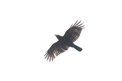 Corvus frugilegus