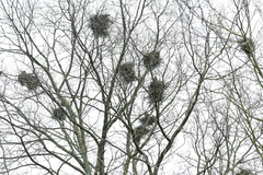 Corvus frugilegus