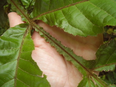 Davidsonia jerseyana