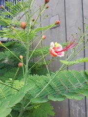 Caesalpinia pulcherrima