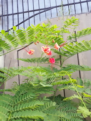 Caesalpinia pulcherrima
