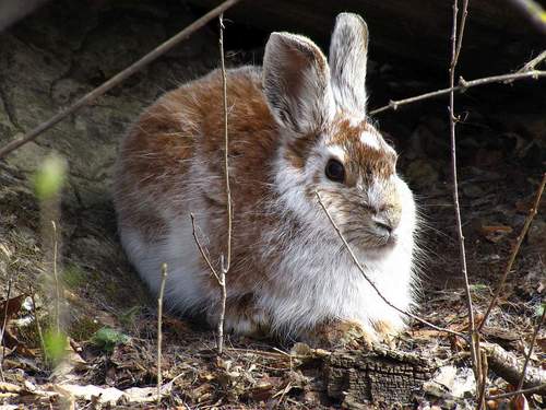 Snowshoe Hare (Lepus americanus), a species recorded in Nevada