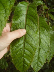 Davidsonia jerseyana