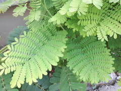Caesalpinia pulcherrima
