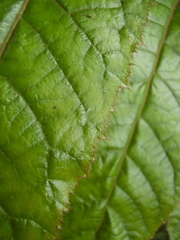 Davidsonia jerseyana