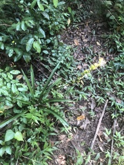 Chlorophytum modestum