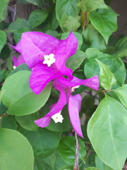 Bougainvillea