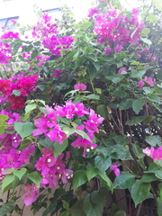 Bougainvillea