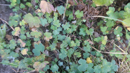 Bowlesia lobata, 2021-04-09