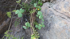 Oxalis megalorrhiza