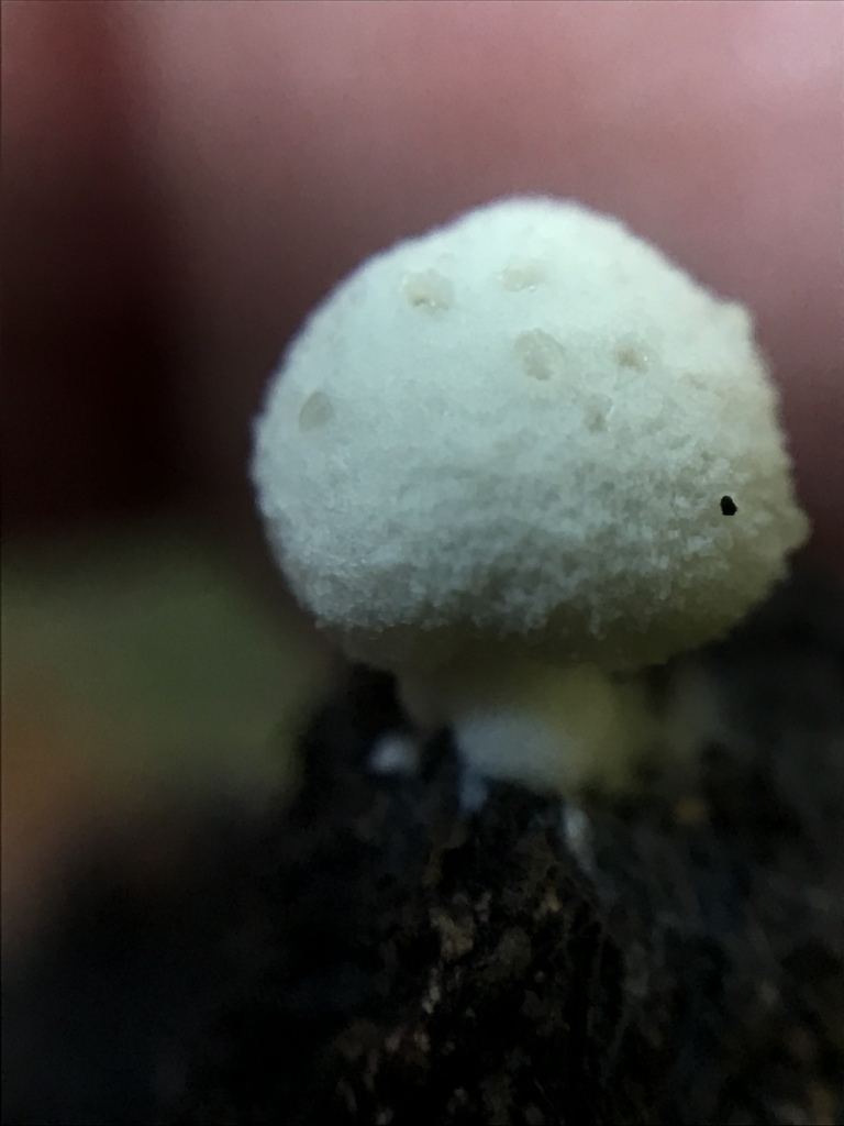 Mortierellomycota