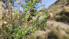 Lophopappus berberidifolius