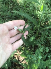 Rhinacanthus gracilis