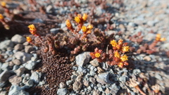 Sedum ignescens
