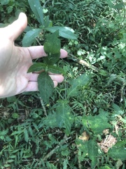 Rhinacanthus gracilis