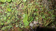 Peperomia peruviana
